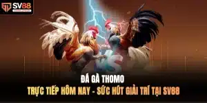 Đá gà thomo trực tiếp hôm nay