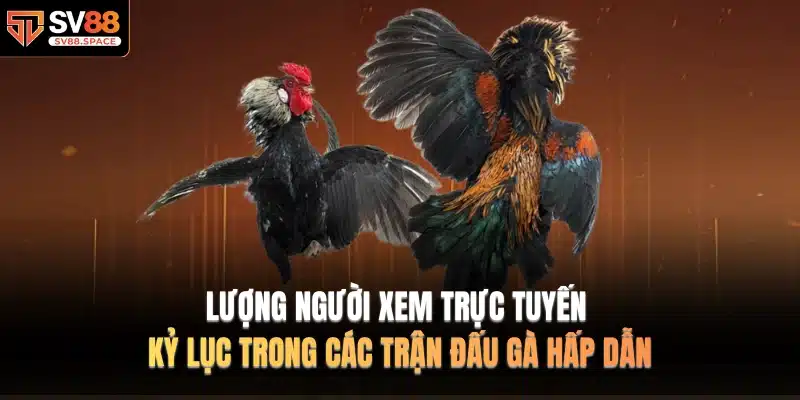 Lượng người xem trực tuyến kỷ lục trong các trận đấu gà hấp dẫn